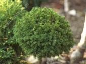 Picea orientalis 'Profesor Langner' Pa